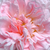 Pink - English rose - Eglantyne